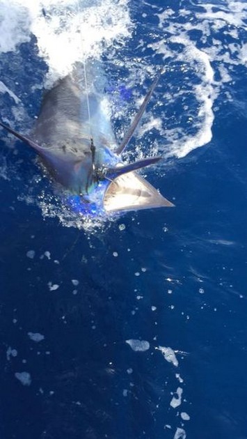 Blue Marlin Cavalier & Blue Marlin Sport Fishing Gran Canaria