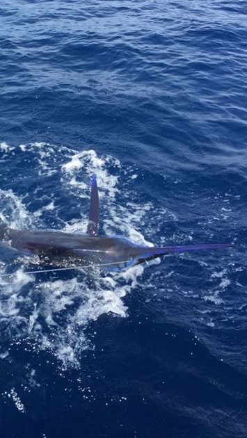 Release Me Cavalier & Blue Marlin Sport Fishing Gran Canaria