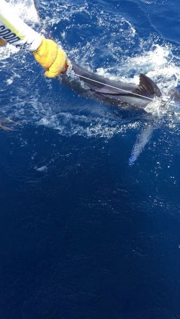 Blue Marlin Cavalier & Blue Marlin Sport Fishing Gran Canaria