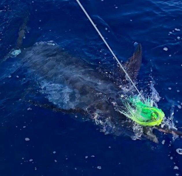 Blue Marlin Cavalier & Blue Marlin Sport Fishing Gran Canaria