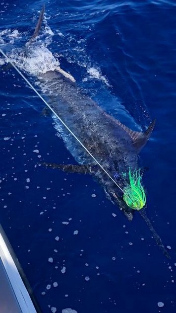 Blue Marlin Cavalier & Blue Marlin Sport Fishing Gran Canaria