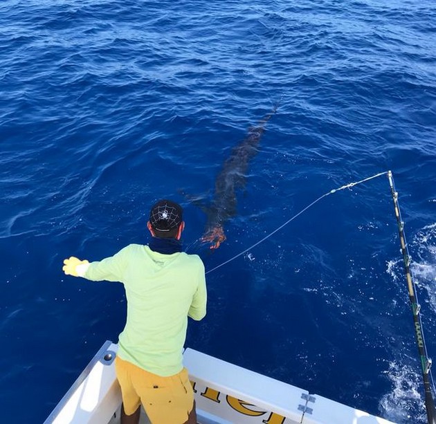 Release Me Cavalier & Blue Marlin Sport Fishing Gran Canaria