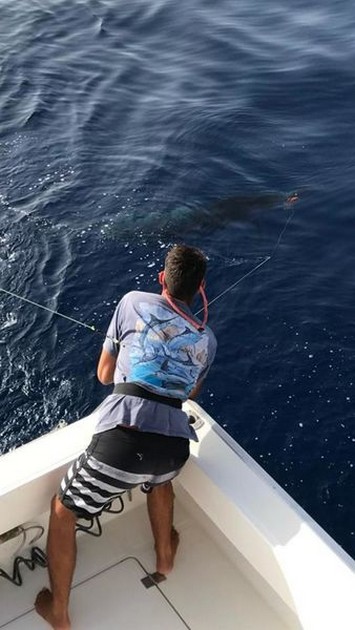 Release Me Cavalier & Blue Marlin Sport Fishing Gran Canaria