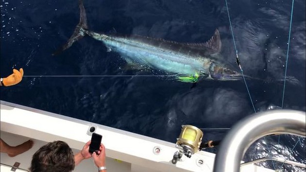Blue Marlin Cavalier & Blue Marlin Sport Fishing Gran Canaria