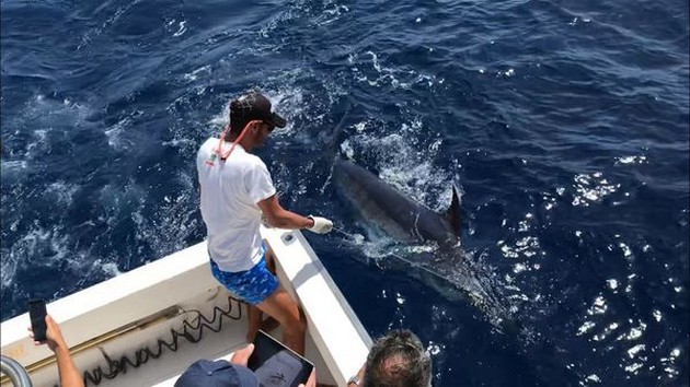 Hooked up Cavalier & Blue Marlin Sport Fishing Gran Canaria