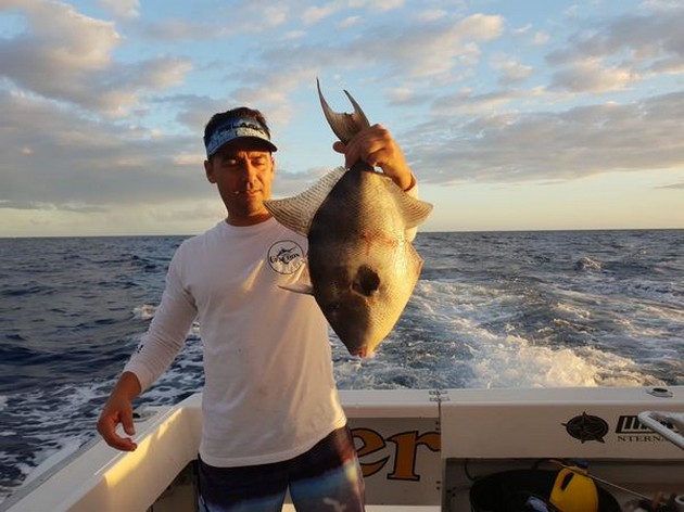 Trigger fish Cavalier & Blue Marlin Sport Fishing Gran Canaria