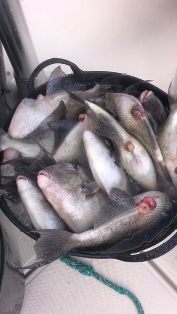 Trigger fish Cavalier & Blue Marlin Sport Fishing Gran Canaria