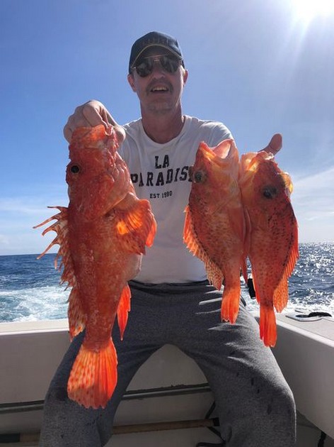 Scorpion fish Cavalier & Blue Marlin Sport Fishing Gran Canaria
