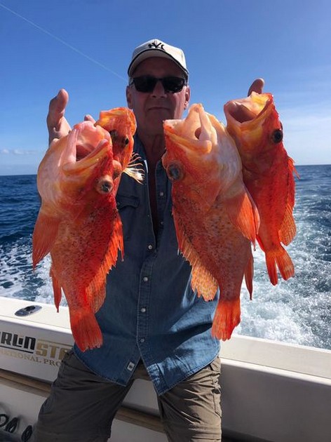 Scorpion fish Cavalier & Blue Marlin Sport Fishing Gran Canaria