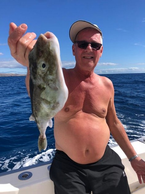 Puffer fish Cavalier & Blue Marlin Sport Fishing Gran Canaria
