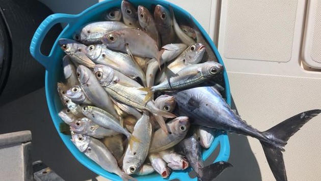 Lots of Seabreams Cavalier & Blue Marlin Sport Fishing Gran Canaria