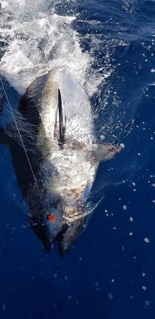 2 blåfenad tonfisk Cavalier & Blue Marlin Sport Fishing Gran Canaria