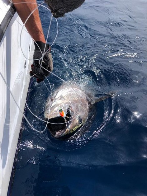 Bluefin Tuna 340 kg Cavalier & Blue Marlin Sport Fishing Gran Canaria