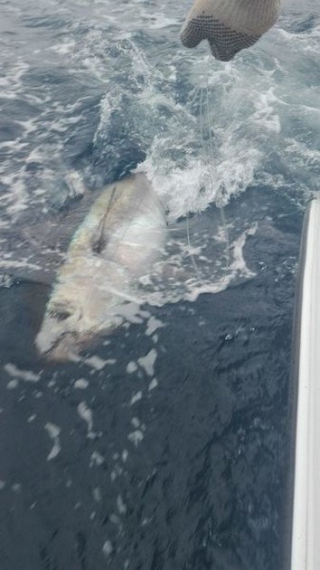 March Photo Archive 2019 Cavalier & Blue Marlin Sport Fishing Gran Canaria