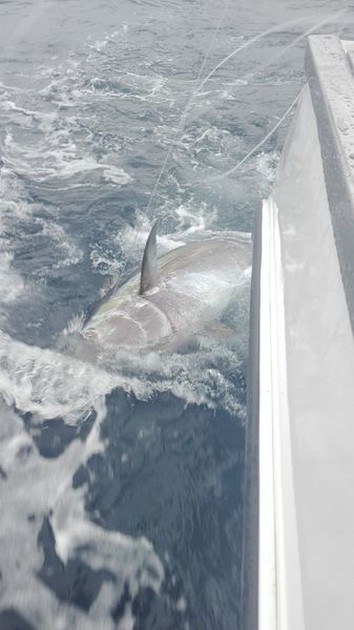 March Photo Archive 2019 Cavalier & Blue Marlin Sport Fishing Gran Canaria
