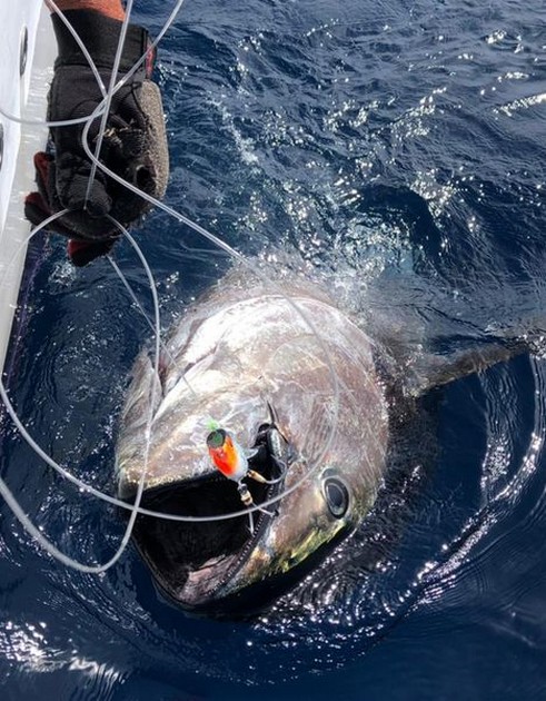  - Cavalier & Blue Marlin Sport Fishing Gran Canaria