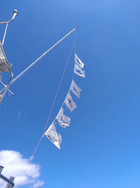 Hooked up Cavalier & Blue Marlin Sport Fishing Gran Canaria