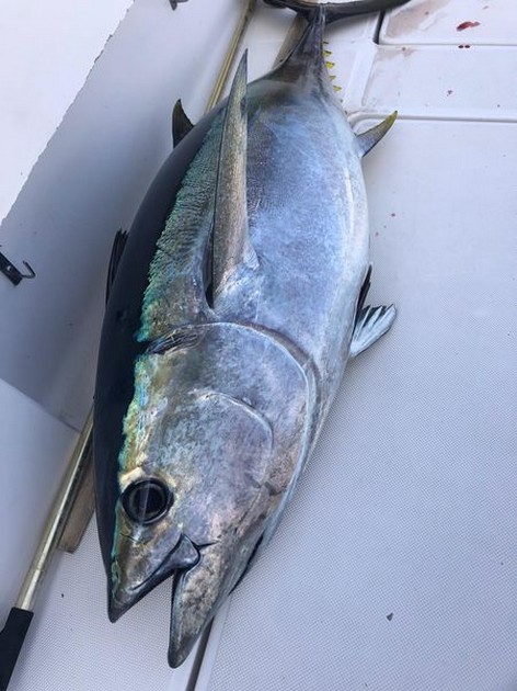 Big Eye tuna Cavalier & Blue Marlin Sport Fishing Gran Canaria