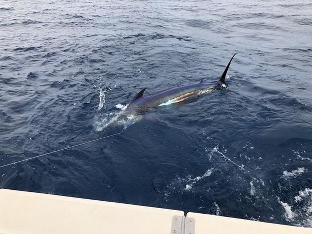Marlin Release Cavalier & Blue Marlin Sport Fishing Gran Canaria
