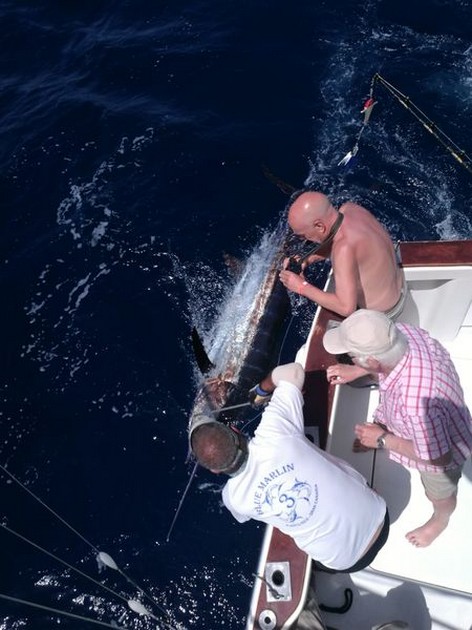 Blue Marlin Cavalier & Blue Marlin Sport Fishing Gran Canaria