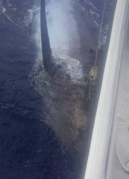 Blue Marlin Cavalier & Blue Marlin Sport Fishing Gran Canaria