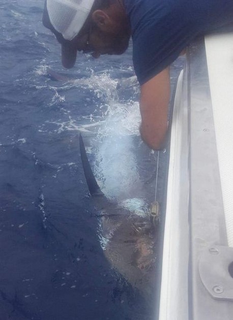 Blue Marlin Cavalier & Blue Marlin Sport Fishing Gran Canaria