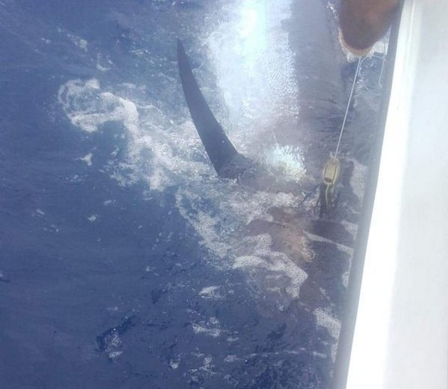 Blue Marlin Cavalier & Blue Marlin Sport Fishing Gran Canaria