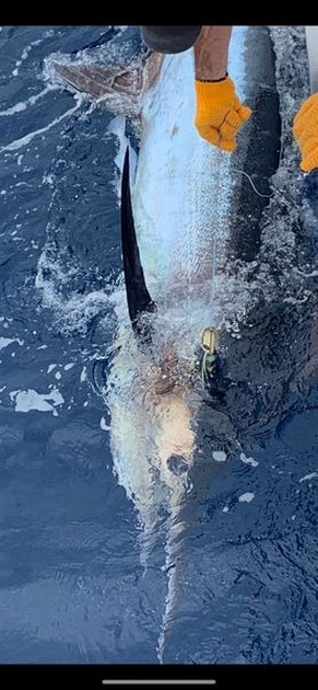 Blue Marlin Cavalier & Blue Marlin Sport Fishing Gran Canaria