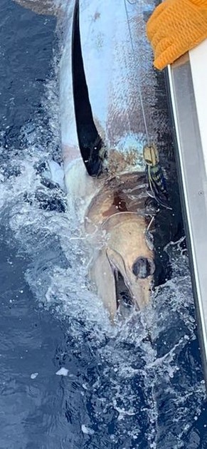 Blue Marlin Cavalier & Blue Marlin Sport Fishing Gran Canaria