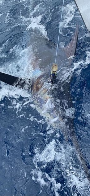 Blue Marlin Cavalier & Blue Marlin Sport Fishing Gran Canaria