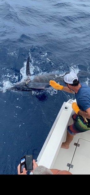 550 lbs Blue Marlin Cavalier & Blue Marlin Sport Fishing Gran Canaria