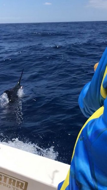 June Photo Archive 2019 Cavalier & Blue Marlin Sport Fishing Gran Canaria