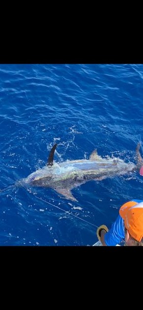 Blue Marlin Cavalier & Blue Marlin Sport Fishing Gran Canaria