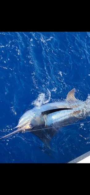 Blue Marlin Cavalier & Blue Marlin Sport Fishing Gran Canaria