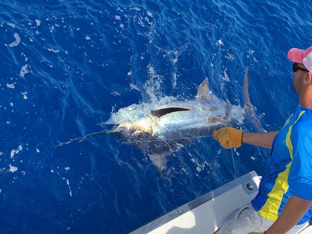Blue Marlin Cavalier & Blue Marlin Sport Fishing Gran Canaria