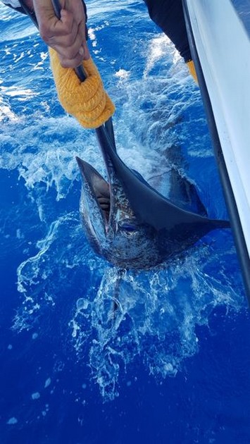 Bingo 220 lbs Cavalier & Blue Marlin Sport Fishing Gran Canaria