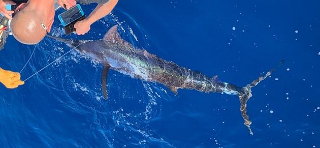 Blue Marlin Cavalier & Blue Marlin Sport Fishing Gran Canaria