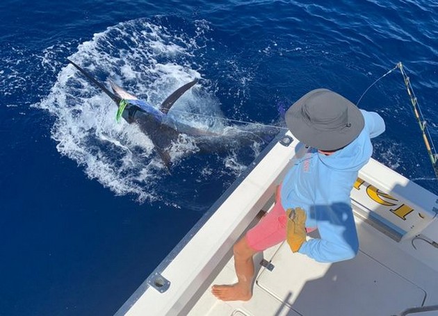 Blue Marlin Cavalier & Blue Marlin Sport Fishing Gran Canaria