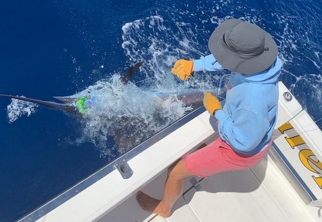 Blue Marlin Cavalier & Blue Marlin Sport Fishing Gran Canaria