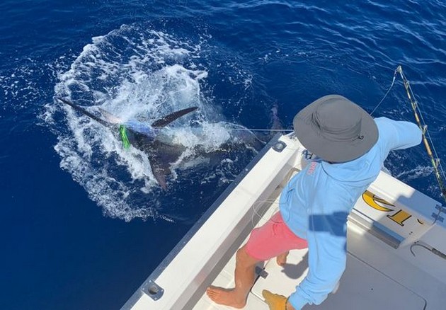 Blue Marlin Cavalier & Blue Marlin Sport Fishing Gran Canaria