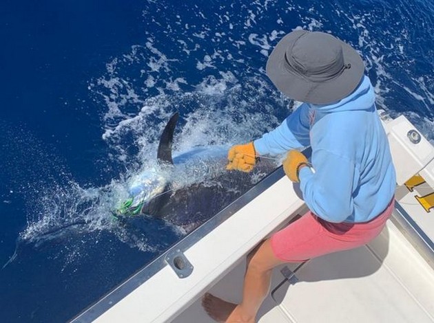 Blue Marlin Cavalier & Blue Marlin Sport Fishing Gran Canaria