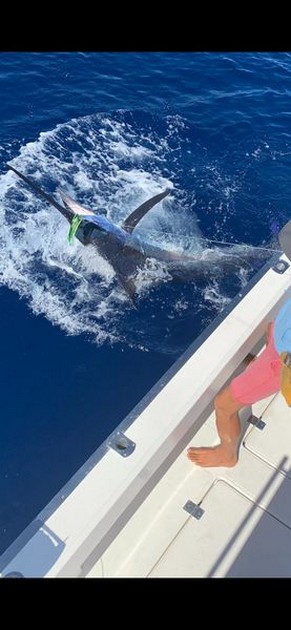 Blue Marlin Cavalier & Blue Marlin Sport Fishing Gran Canaria