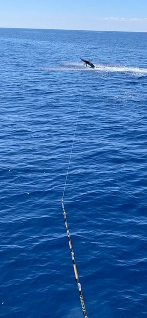 Wooooooow Cavalier & Blue Marlin Sport Fishing Gran Canaria