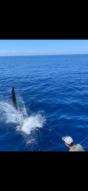 Hooked up Cavalier & Blue Marlin Sport Fishing Gran Canaria
