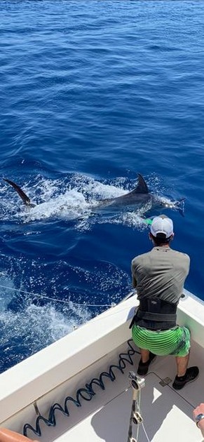 Release Me Cavalier & Blue Marlin Sport Fishing Gran Canaria
