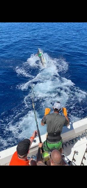 Hooked up Cavalier & Blue Marlin Sport Fishing Gran Canaria
