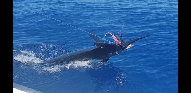 Blue Marlin Cavalier & Blue Marlin Sport Fishing Gran Canaria
