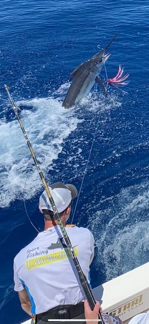 Release Me Cavalier & Blue Marlin Sport Fishing Gran Canaria