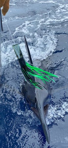 Hooked up Cavalier & Blue Marlin Sport Fishing Gran Canaria