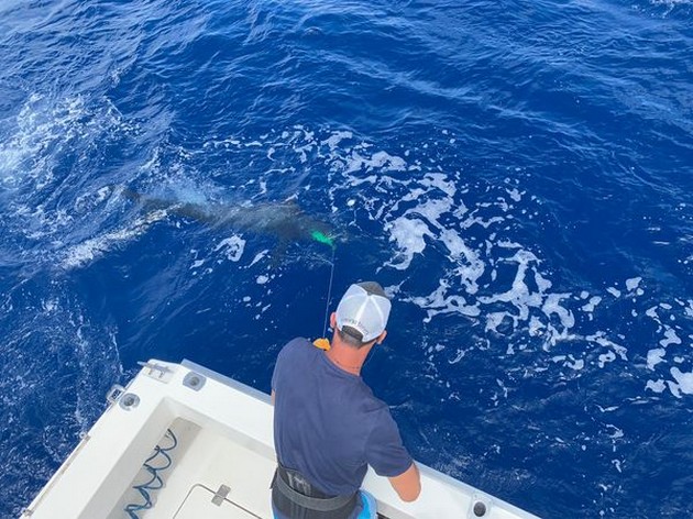 Blue Marlin Cavalier & Blue Marlin Sport Fishing Gran Canaria